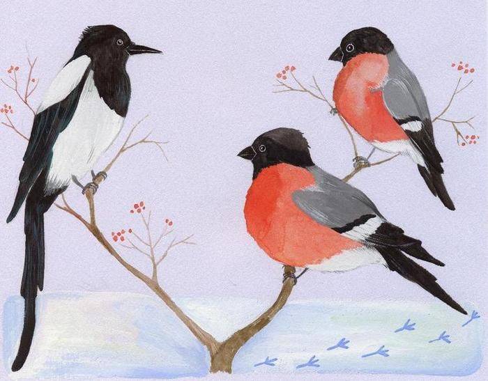 Срисовки зимних птиц 