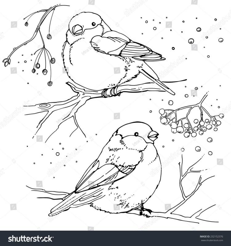 Рисунки для срисовки птиц зимой