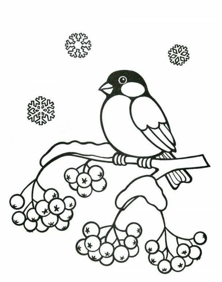 Рисунок снегири на ветке рябины зимой раскраска 