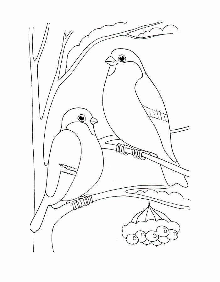 Идеи для срисовки зимующие птицы 