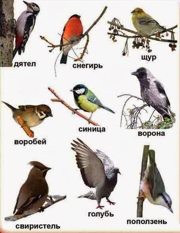 Картинки с названиями зимующих птиц 
