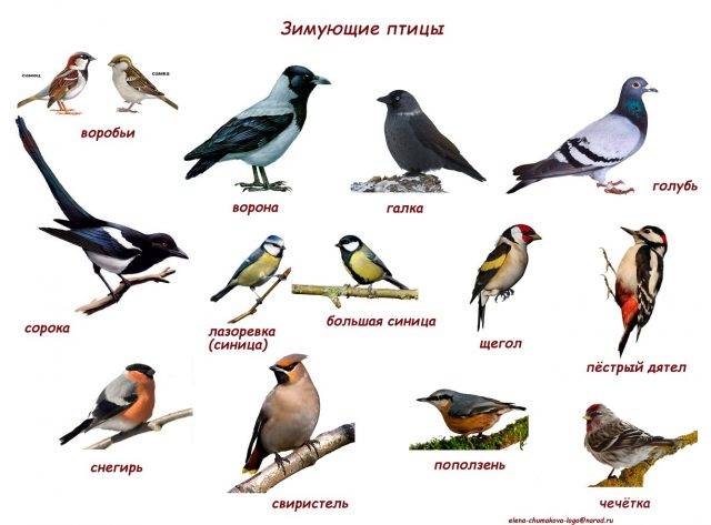 Картинки с названиями зимующих птиц 