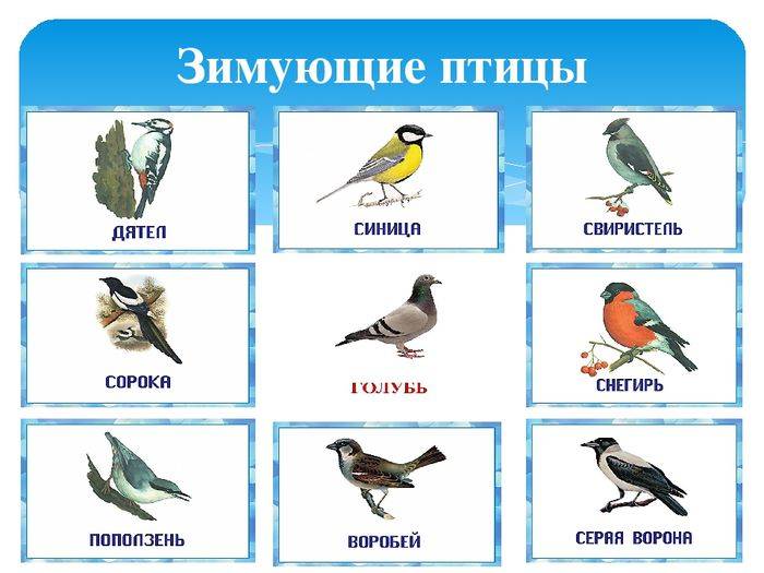 Зимующие птицы картинки с названиями для детей