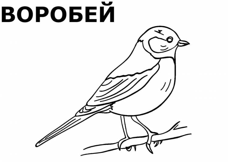 Раскраски Зимующих птиц распечатать или скачать бесплатно в формате PDF