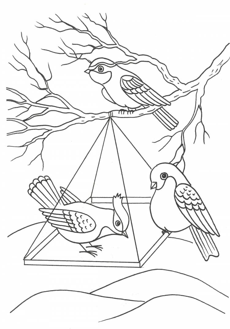 Зима, птицы в кормушке птица Зимние рисунки раскраски