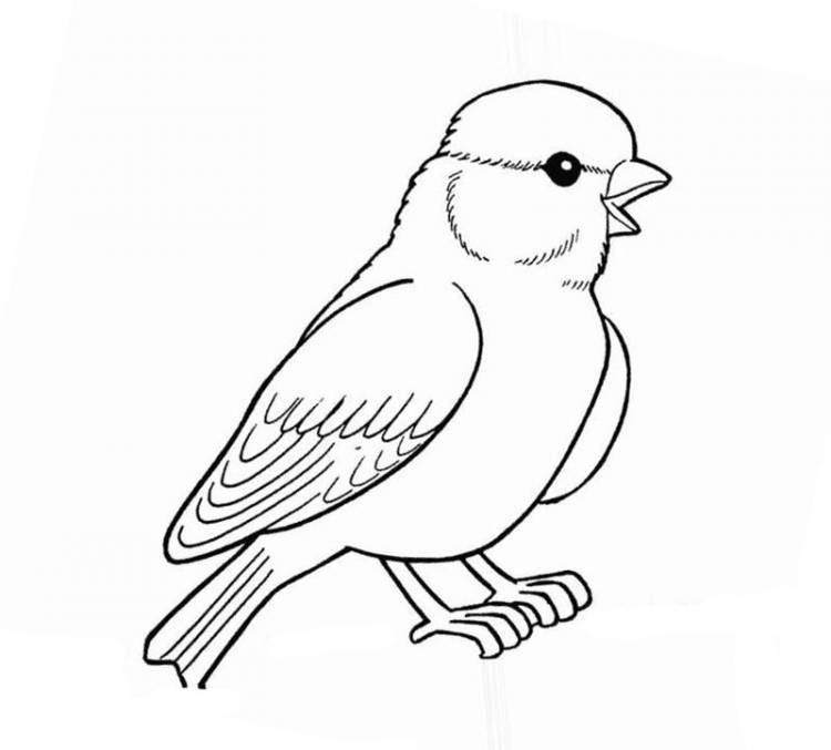 Раскраска Зимующие птицы распечатать бесплатно