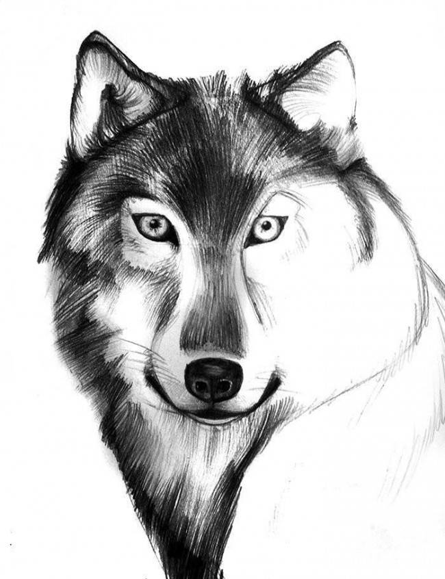 Рисунки волка для срисовки 