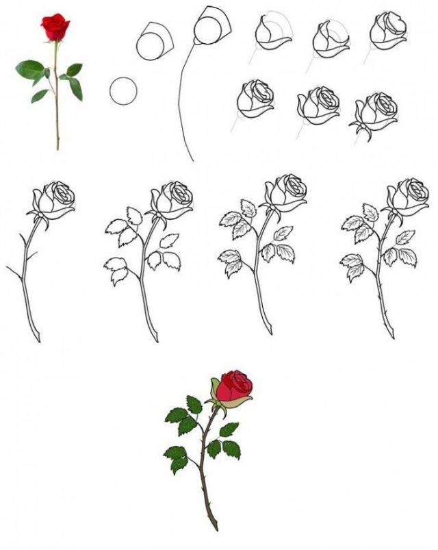 Картинки розы для срисовки поэтапно 