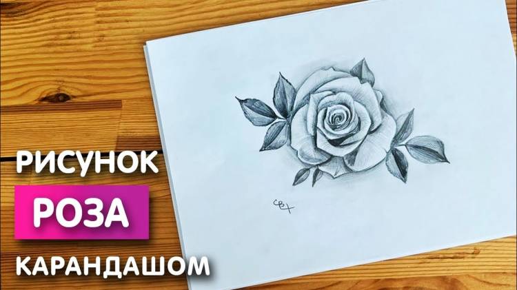 Рисунок розы простым карандашом