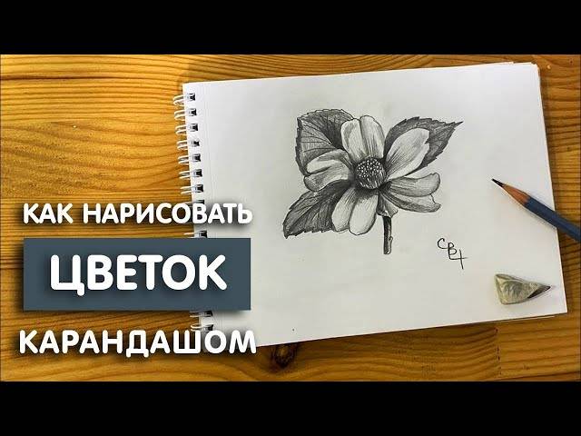 Как нарисовать цветок простым карандашом