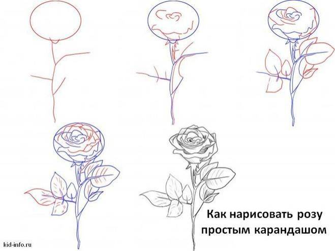 Как нарисовать розы в букете карандашом поэтапно?