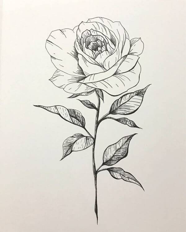Как рисовать розу поэтапно карандашом уроки начинающим