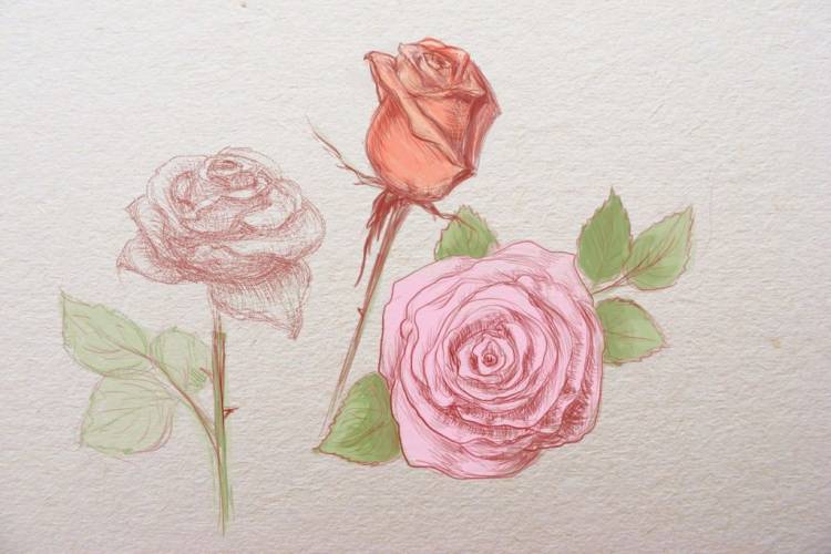 Как нарисовать розу поэтапно карандашом для начинающих