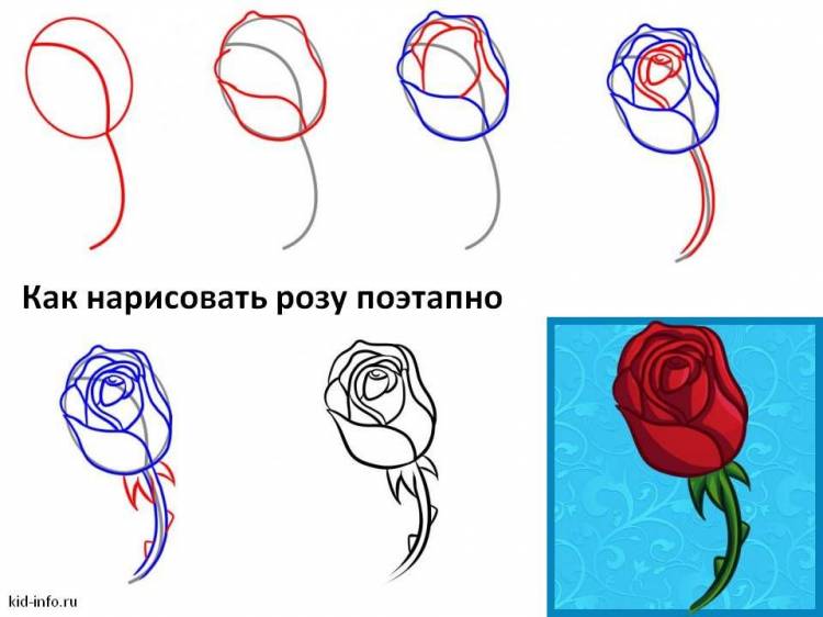 как рисовать розу поэтапно легко