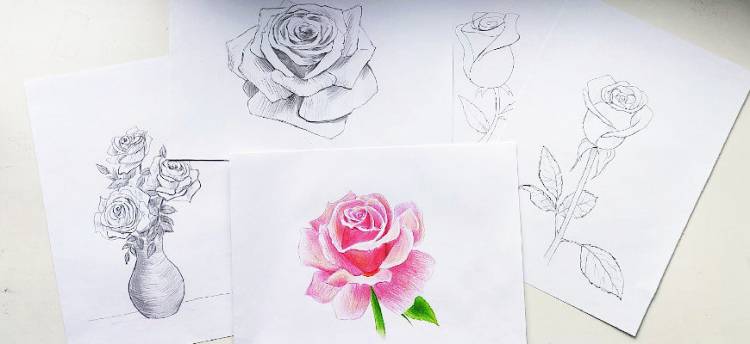 Как нарисовать розу карандашом