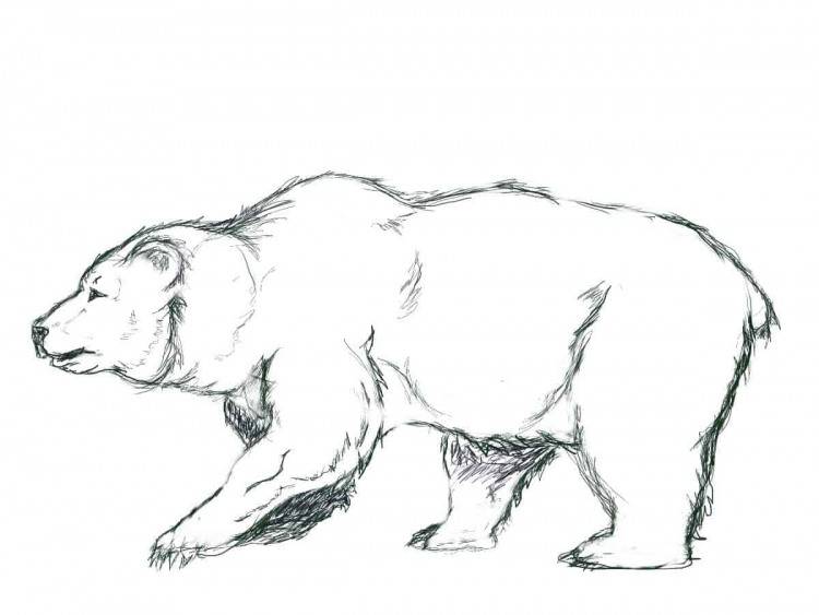 Рисунки медведя для срисовки 