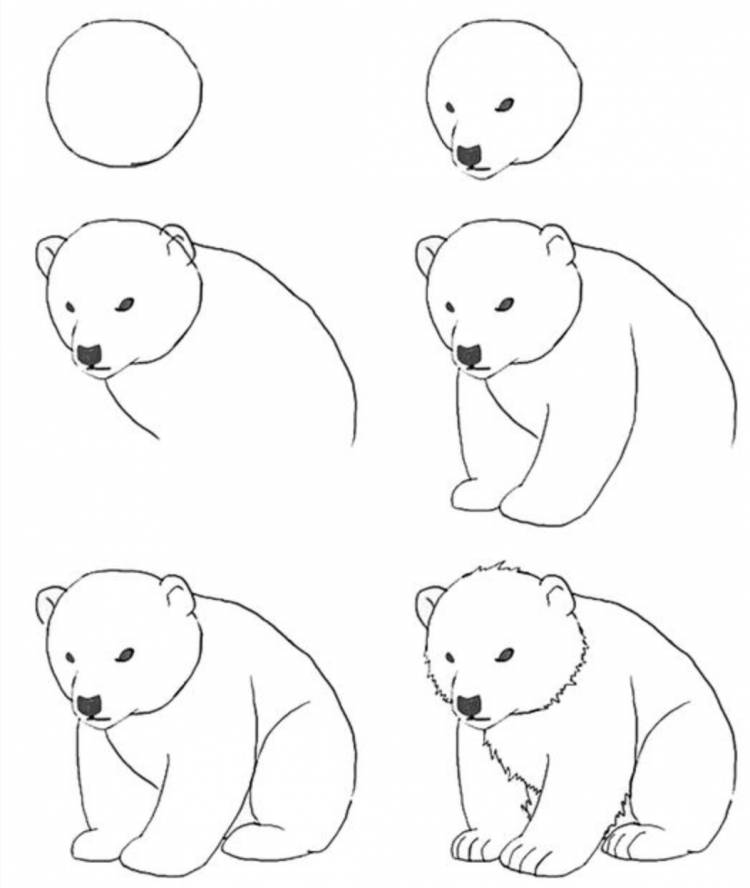 Рисунок медведя карандашом легко для срисовки