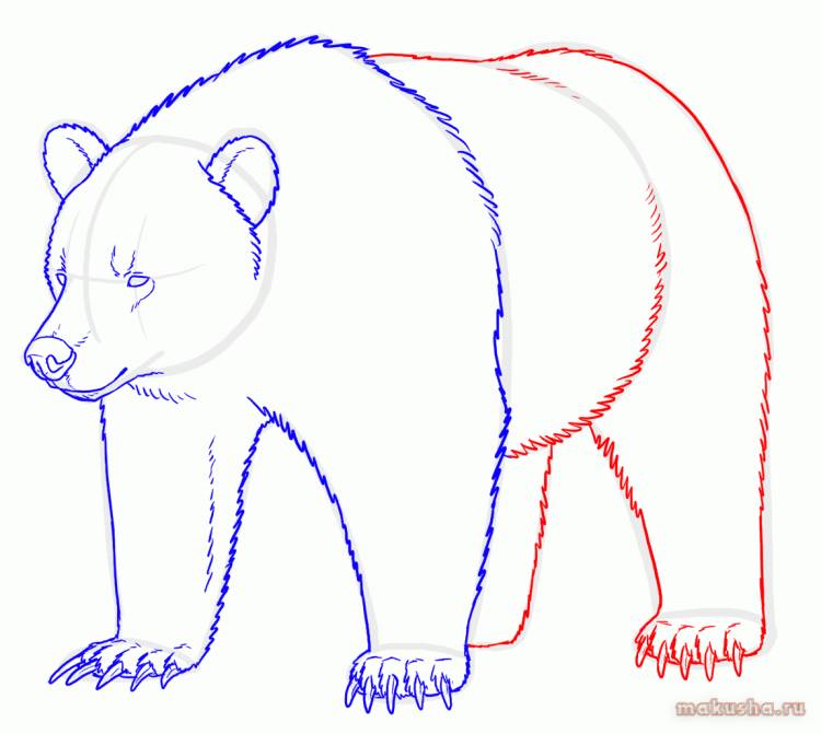 Рисунок медведя легкий для срисовки