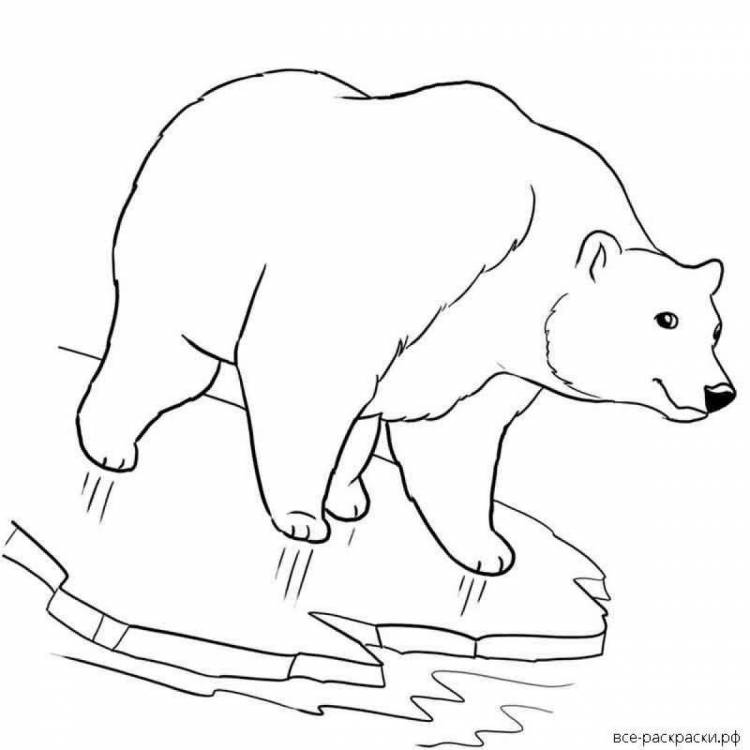 Раскраски Белый медведь на льдине 