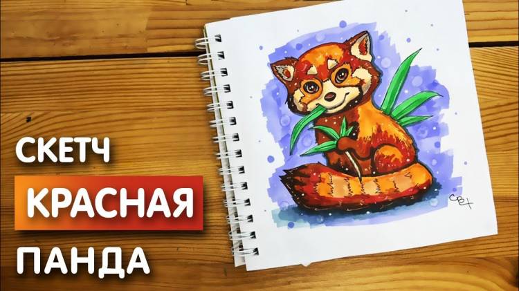 Как нарисовать красную панду карандашом и скетч маркерами