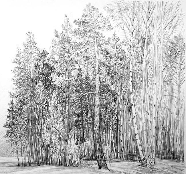Рисунки леса для срисовки 