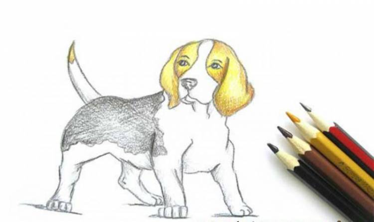 Как нарисовать собаку поэтапно карандашом и не только, инструкции для детей с фото