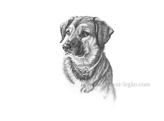 Рисуем портрет собаки карандашом в пять этапов