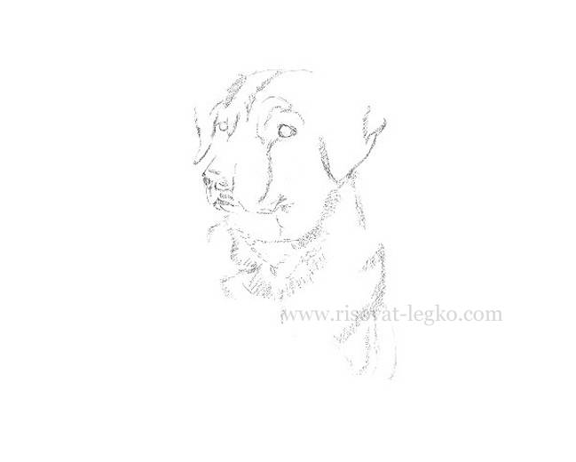 Рисуем портрет собаки карандашом в пять этапов