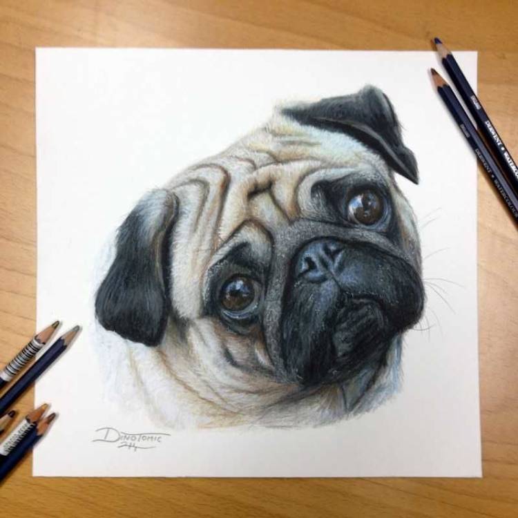 Как нарисовать собаку карандашом легко и красиво