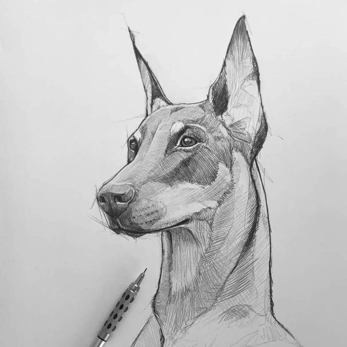 Рисунки собак