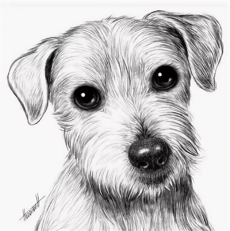 Рисунки простые собак