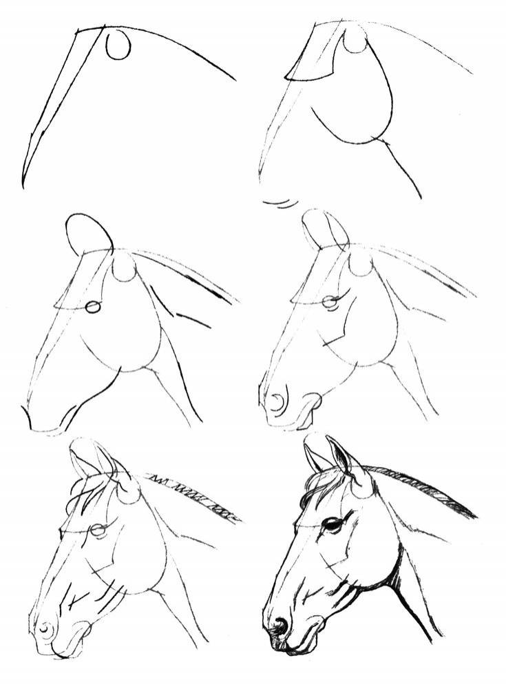 Голова лошади рисунок поэтапно