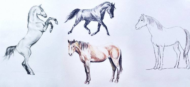 Как легко нарисовать лошадь карандашом