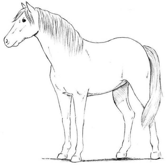 Рисунки лошадей для срисовки 