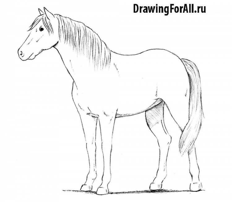 Как нарисовать лошадь поэтапно