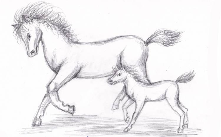 Рисуем лошадь карандашом поэтапно