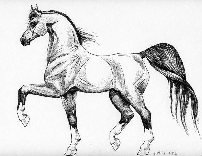 Рисунки лошадей для срисовки поэтапно 
