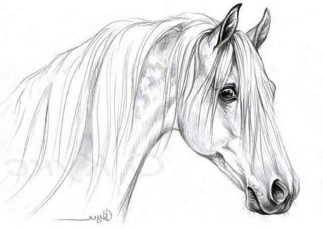 Картинки лошадей для срисовки 