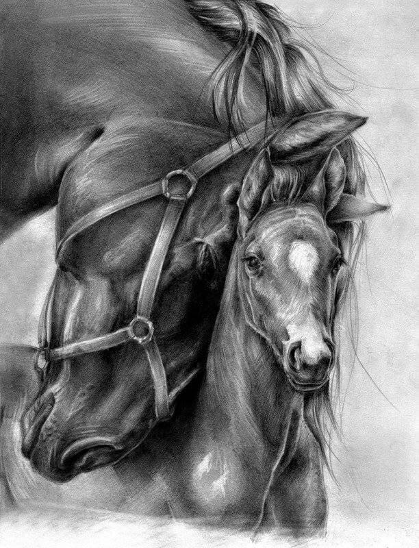 Как нарисовать лошадь карандашом поэтапно для начинающих