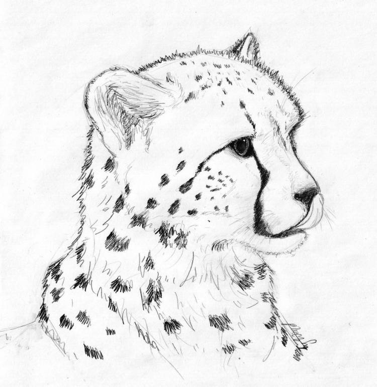 Рисунок леопарда легкий для срисовки