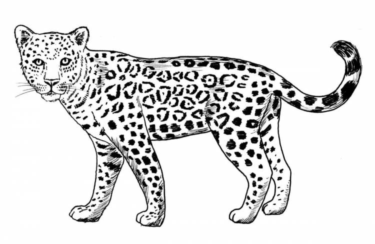 Леопард рисунок детский
