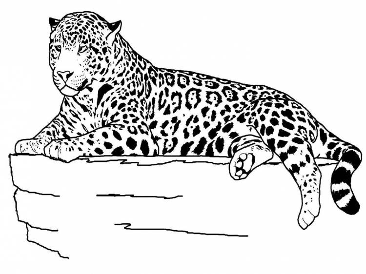 Раскраска животные леопард