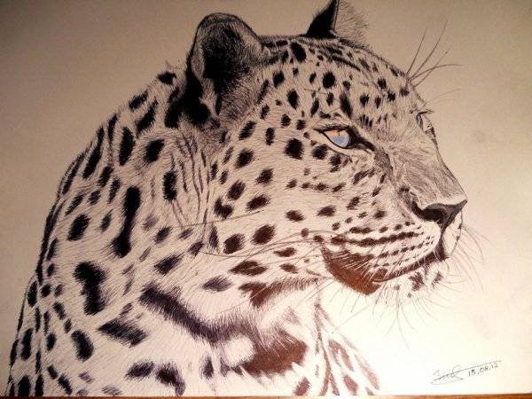Рисунки леопарда для срисовки 