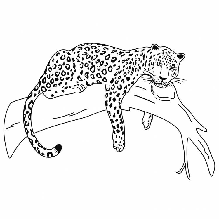 Леопард для срисовки