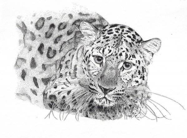 Рисунки леопарда для срисовки 