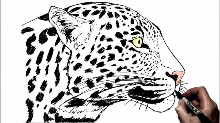 Картинки леопарда для срисовки 