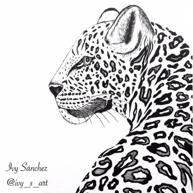 Леопард рисунок