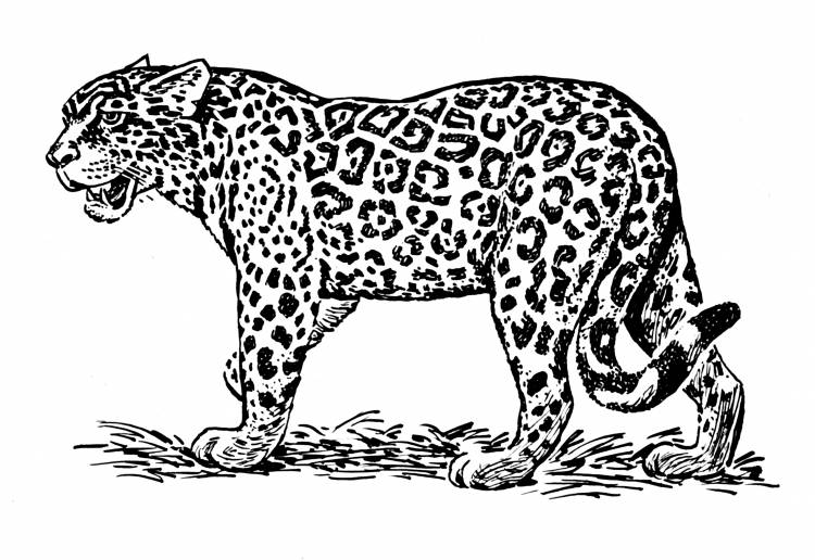 Ягуар рисунки животного 