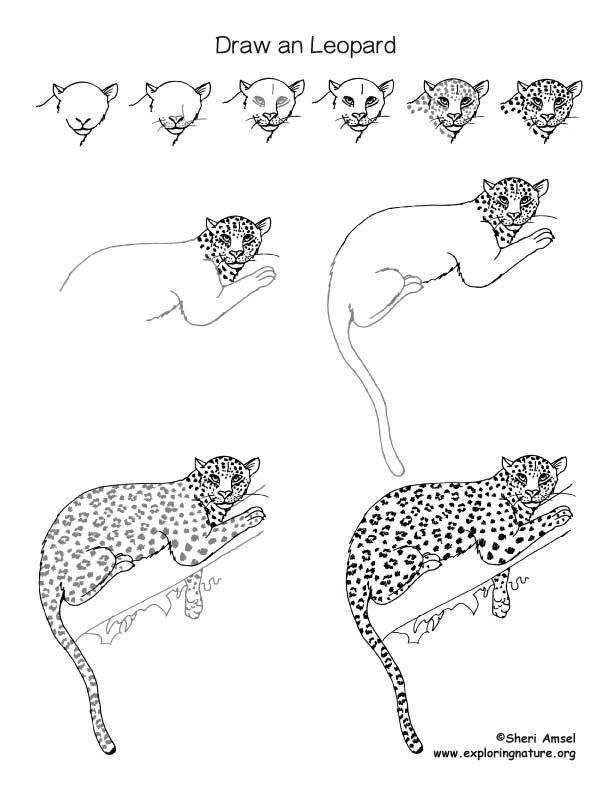 Леопард рисунок для детей карандашом поэтапно легко 