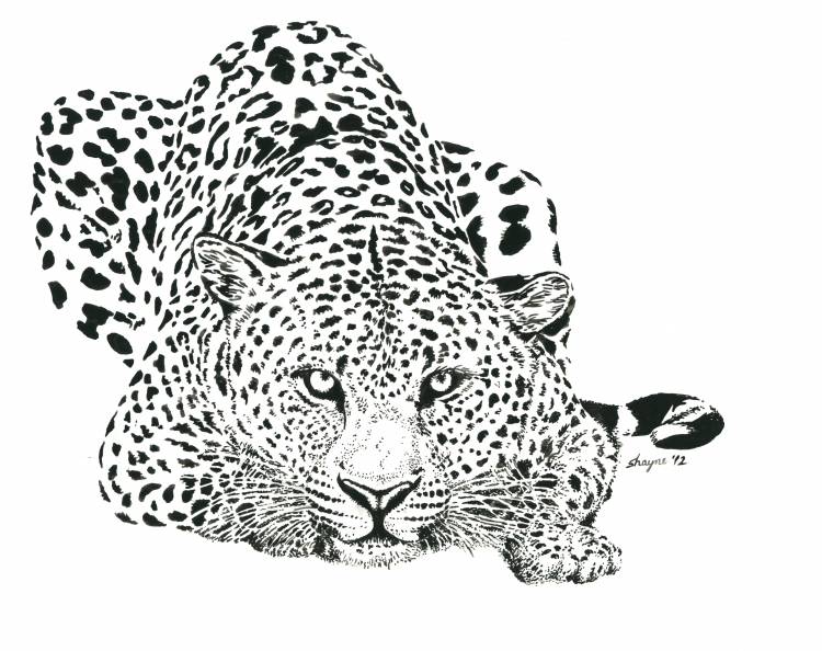 Леопард цветной рисунок